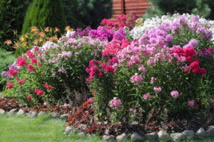 flowerbed flowering phlox in the garden